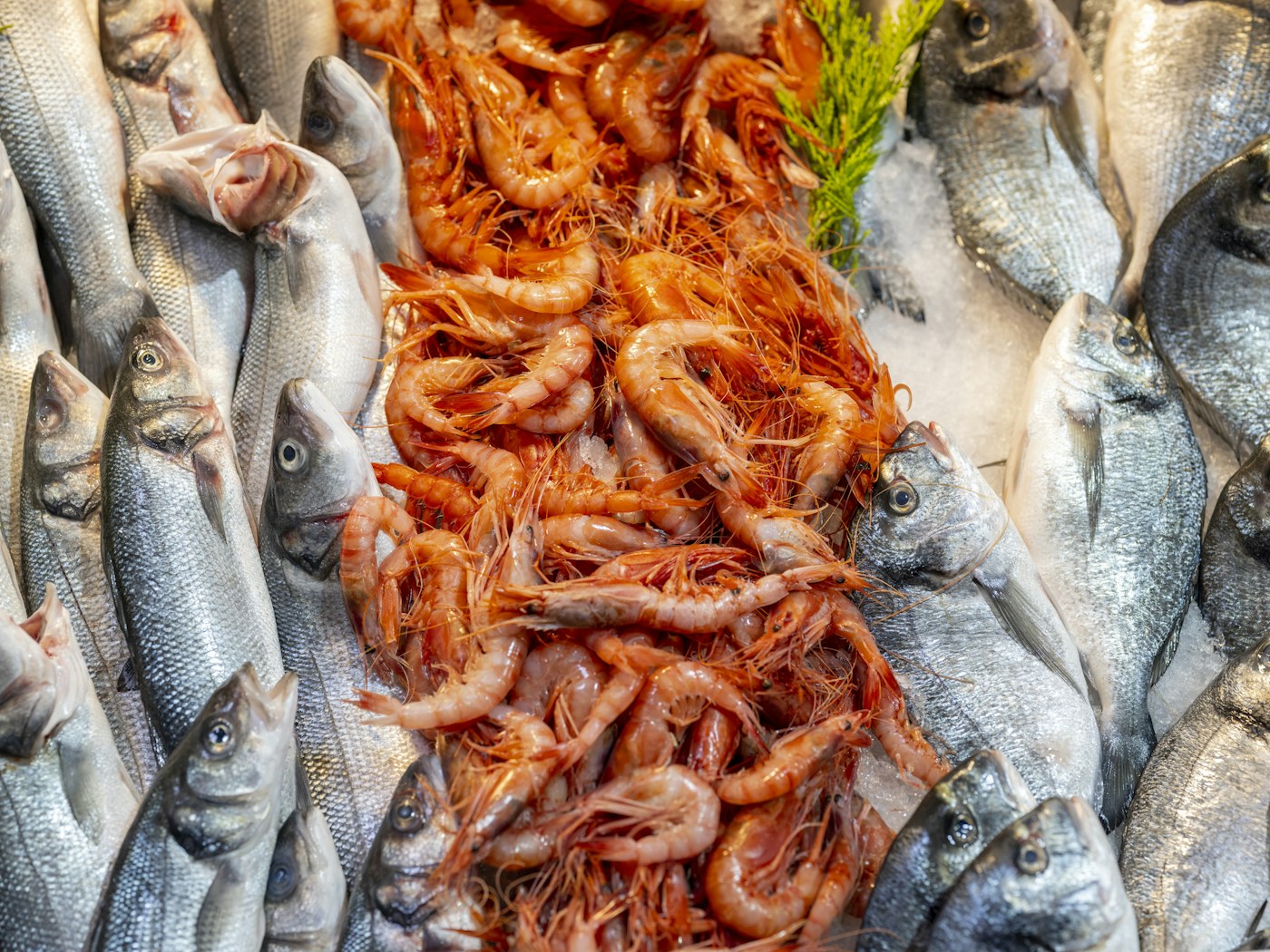 Freshly caught fish arranged at a seafood market