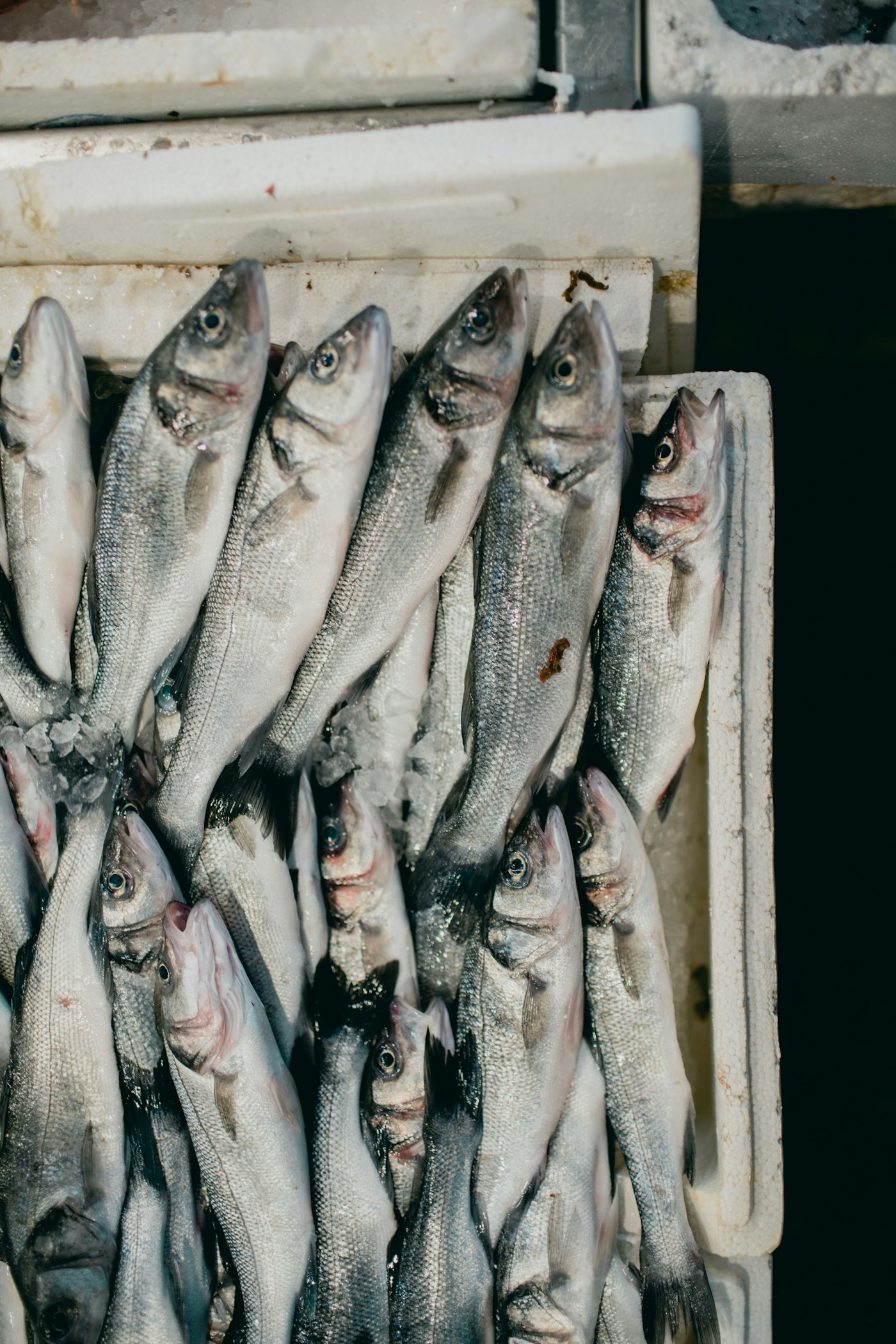 Fresh fish prepared for sale in wooden crates