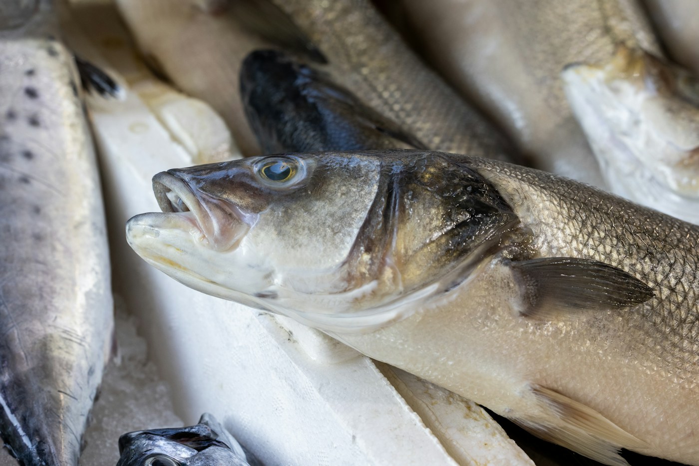 Fresh fish displayed on ice